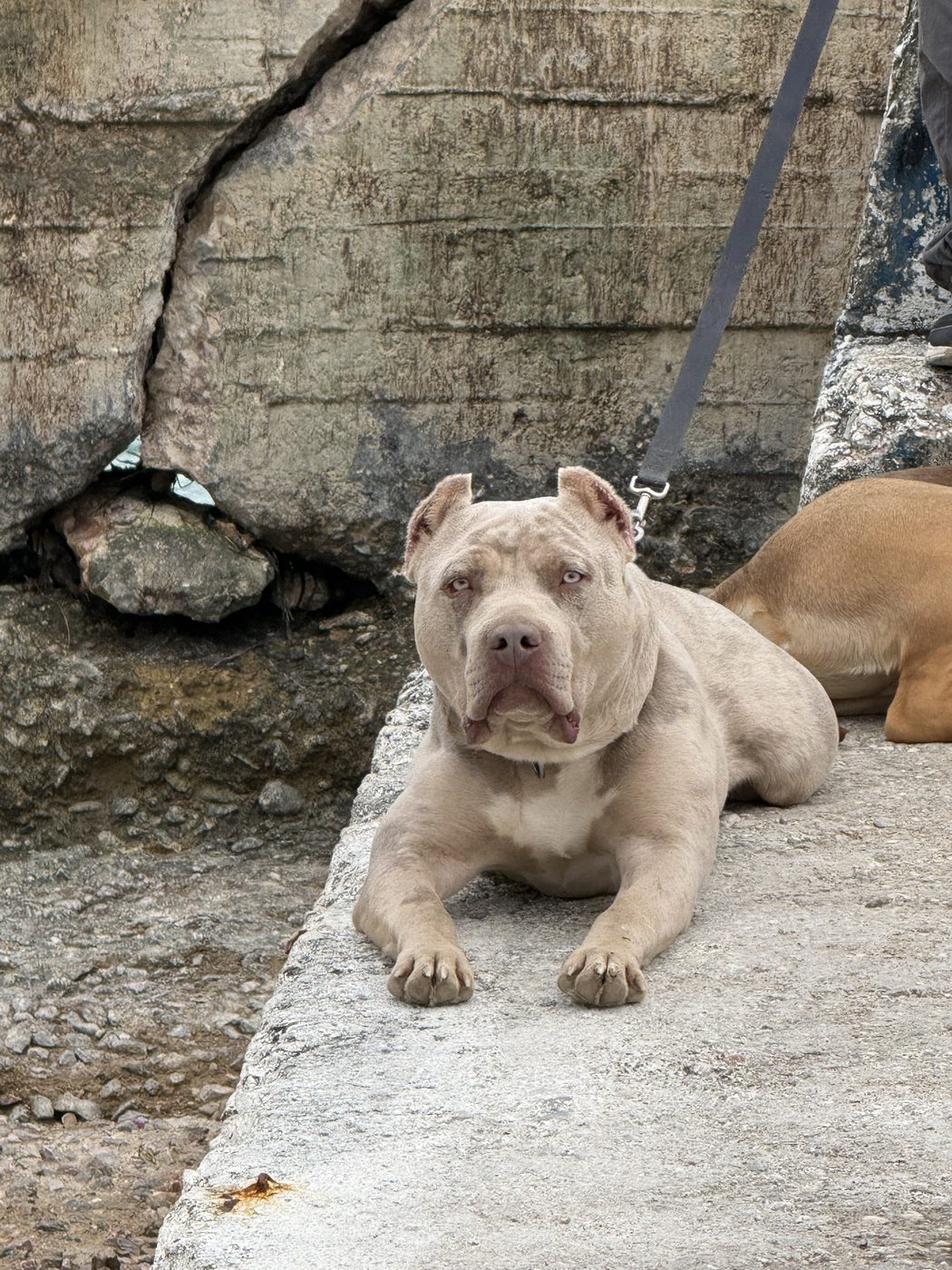 PMB American Bully XL