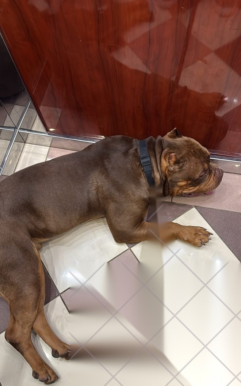 PMB American Bully XL