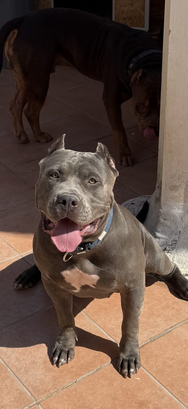 PMB American Bully XL