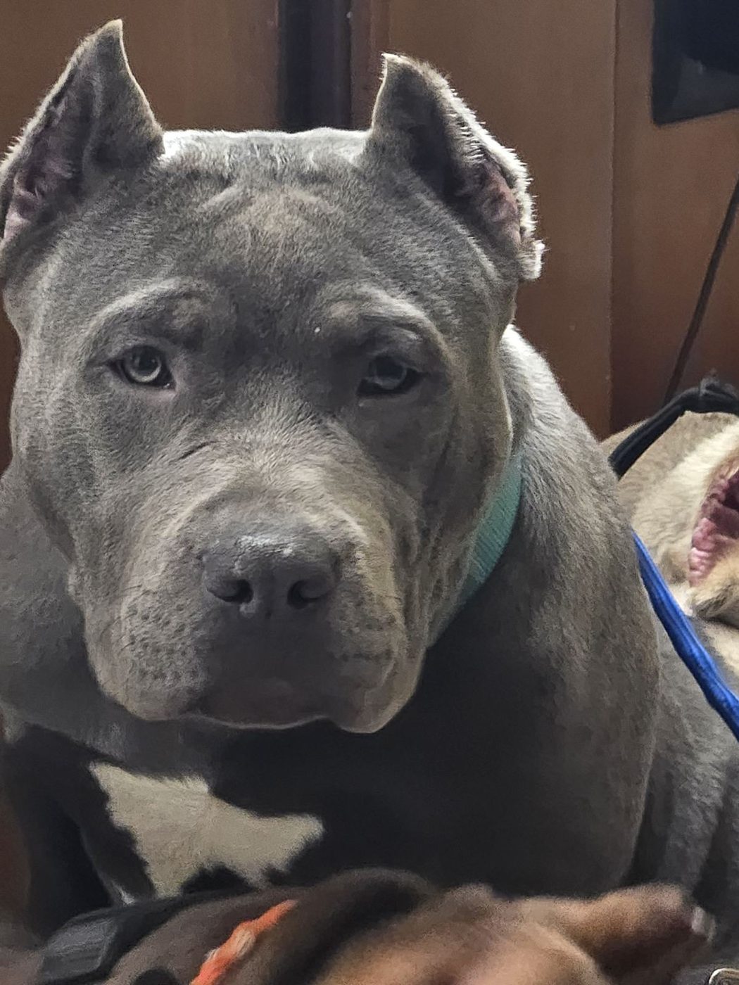 PMB American Bully XL