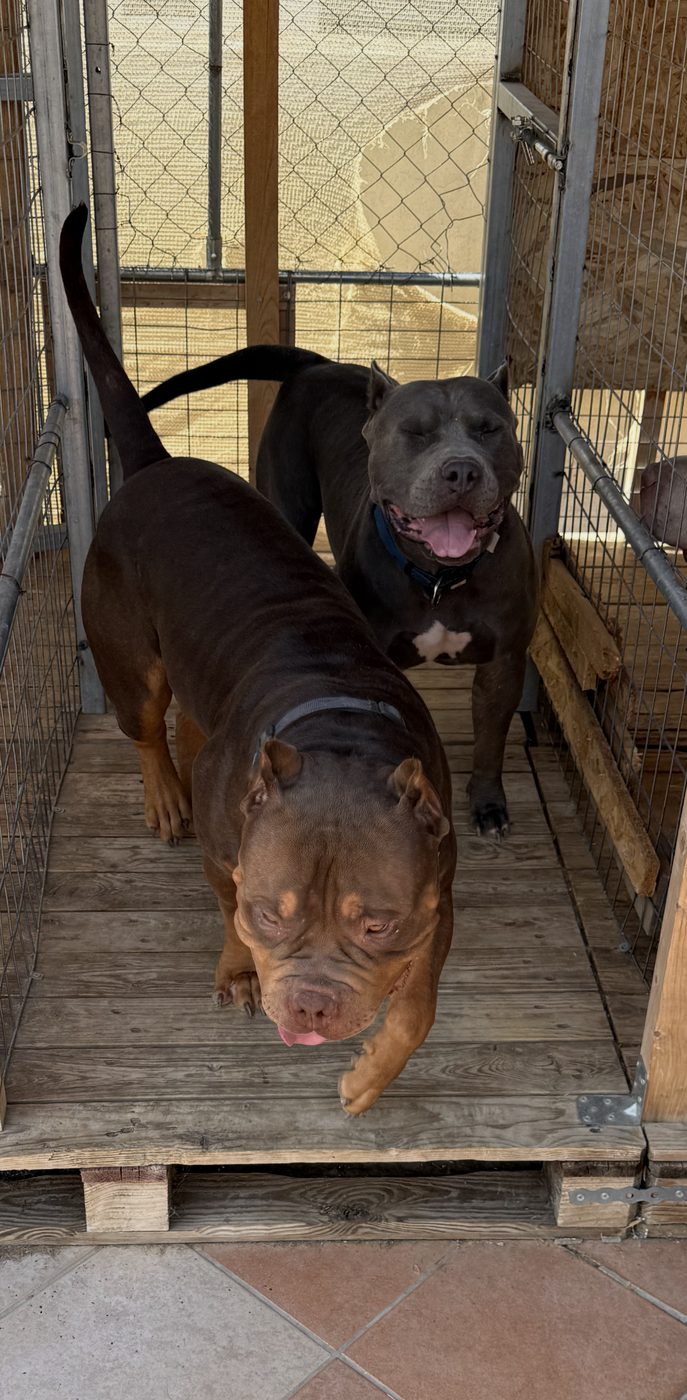 PMB American Bully XL