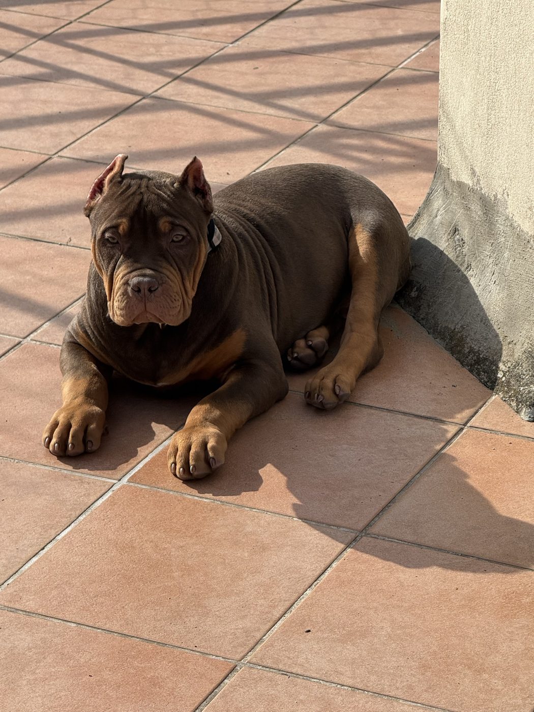 PMB American Bully XL Puppy