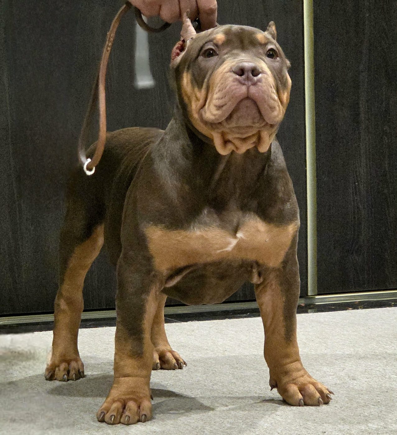PMB American Bully XL