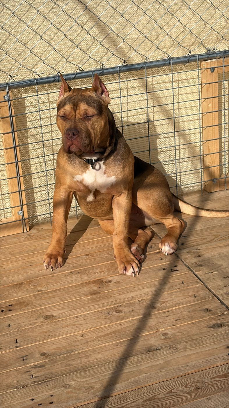 PMB American Bully XL