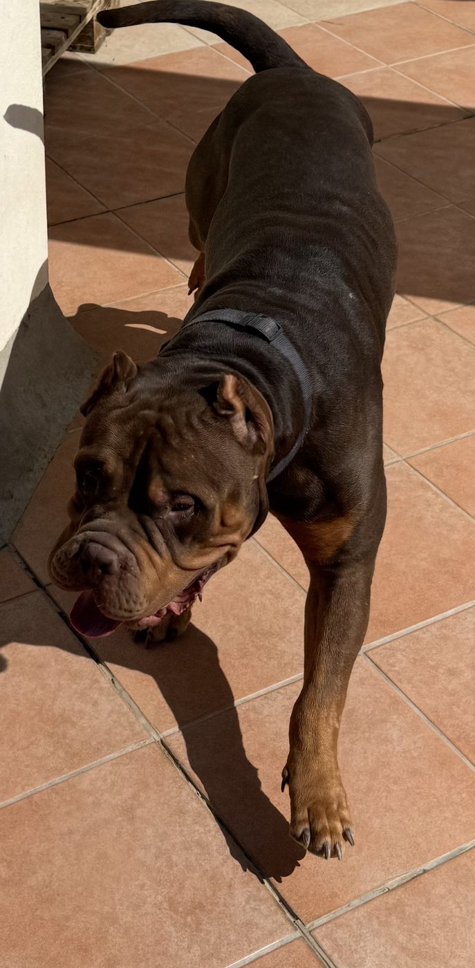 PMB American Bully XL